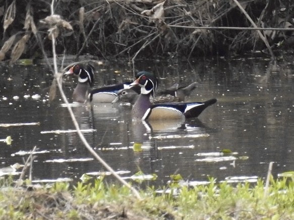 kachnička karolínská - ML616720767