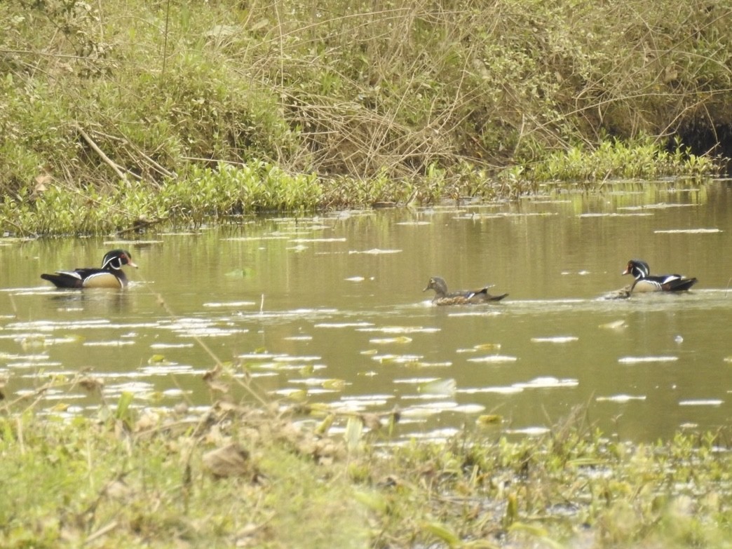 kachnička karolínská - ML616720768