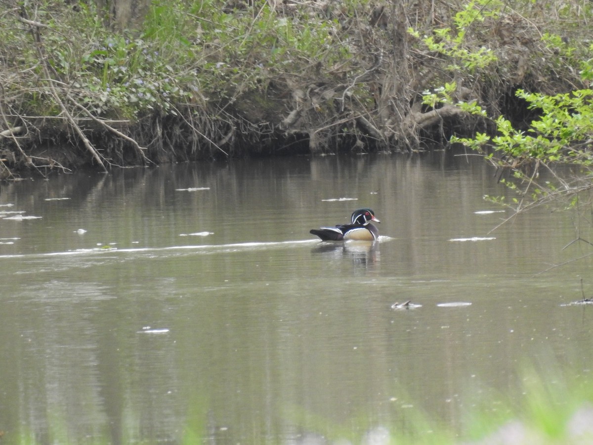 Wood Duck - Emily Donahue