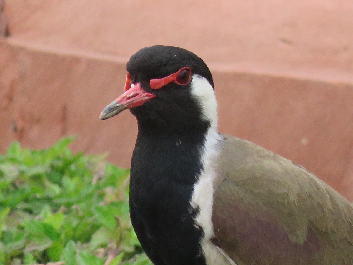 Red-wattled Lapwing - Mark Sopko