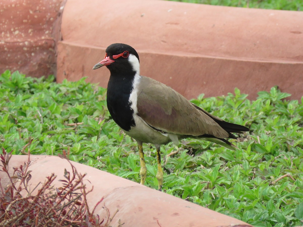 Red-wattled Lapwing - ML616720844