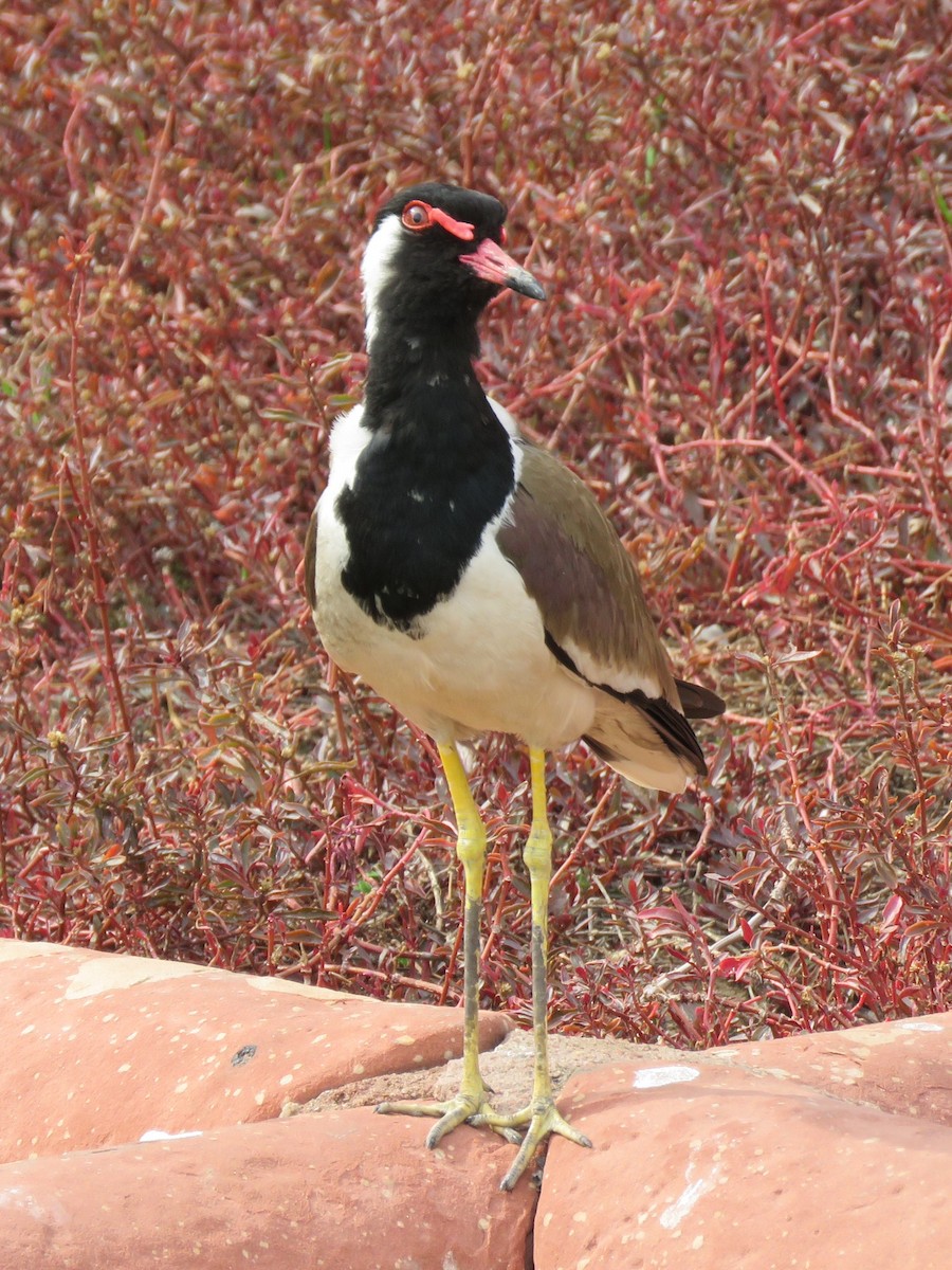 Red-wattled Lapwing - Mark Sopko