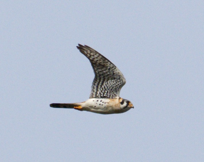 American Kestrel - ML616720876