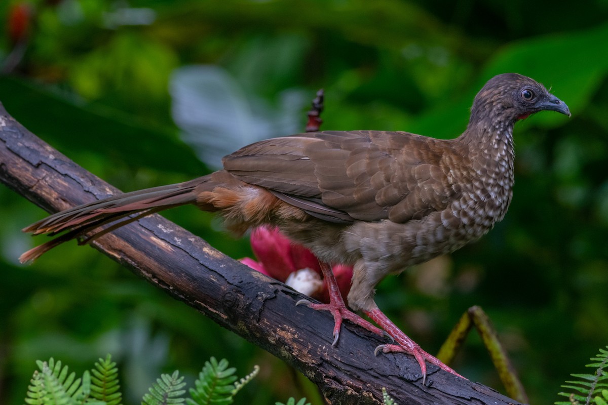 Speckled Chachalaca - ML616720888