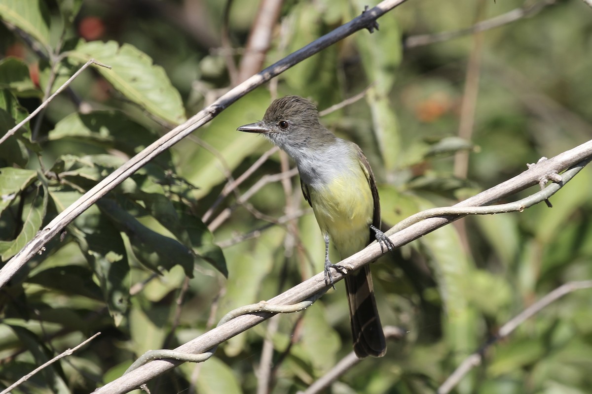 Short-crested Flycatcher - Tim Cowley