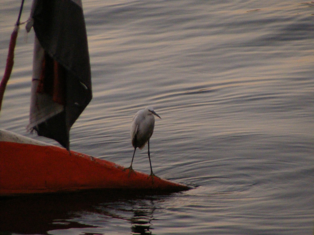 Little Egret - ML616720922