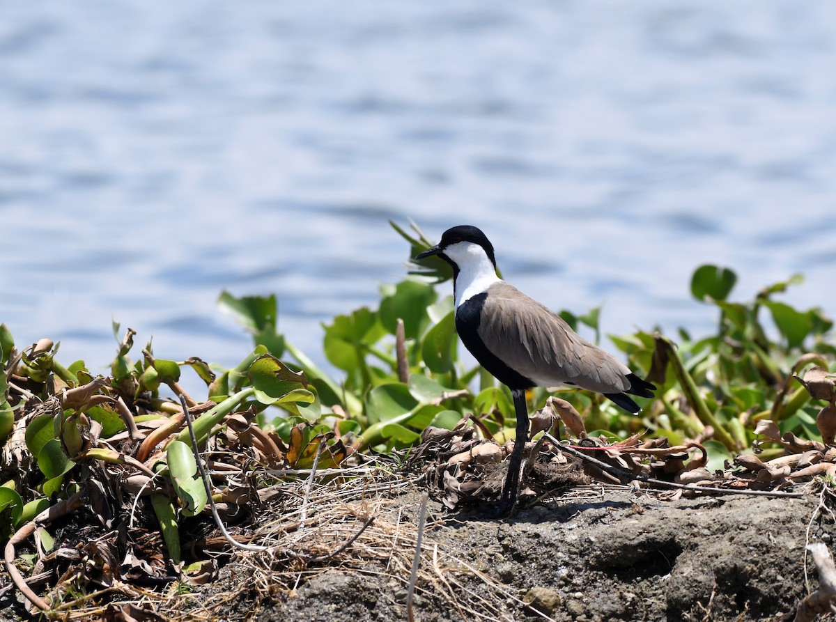 Spur-winged Lapwing - ML616720925