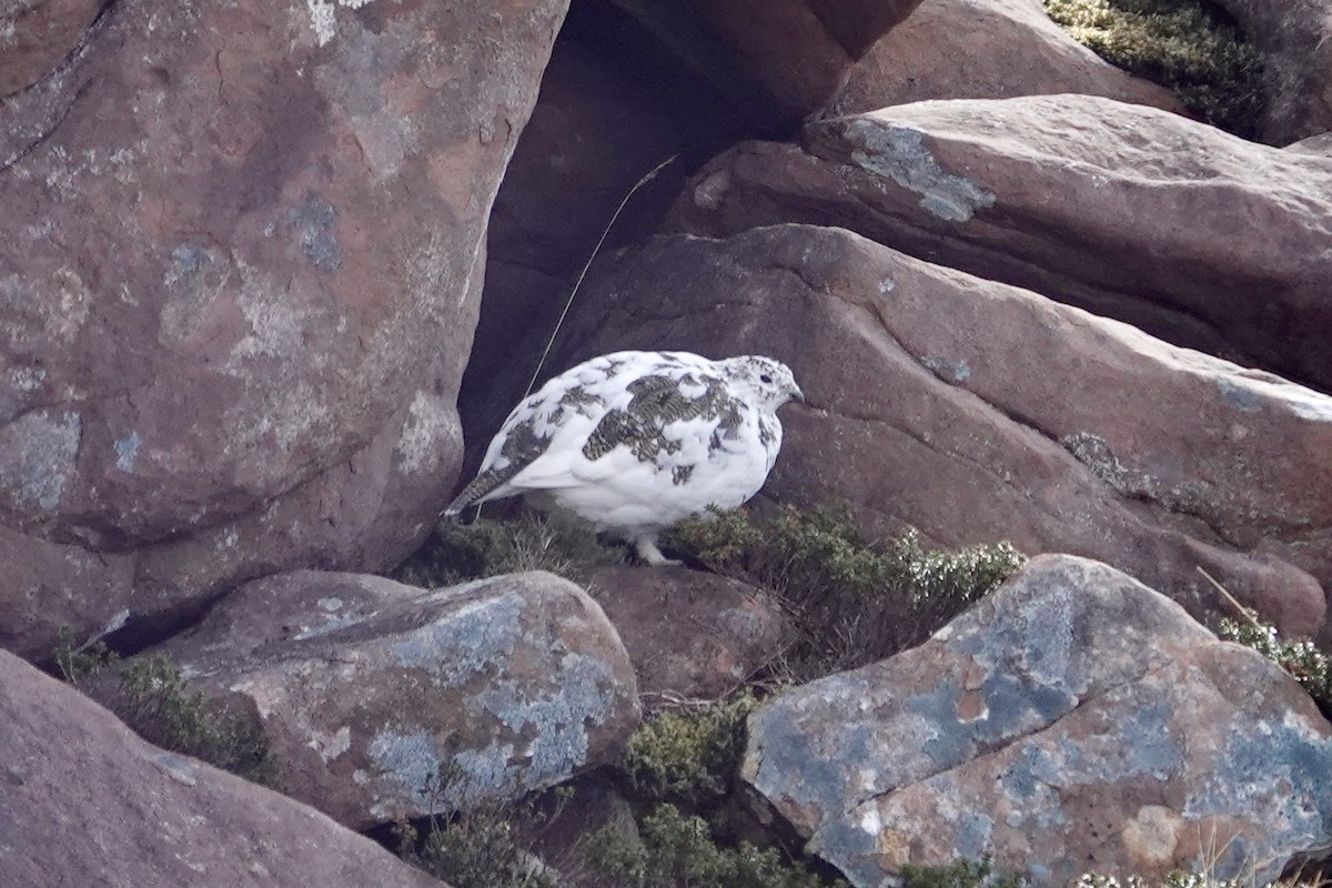 Rock Ptarmigan - ML616720926