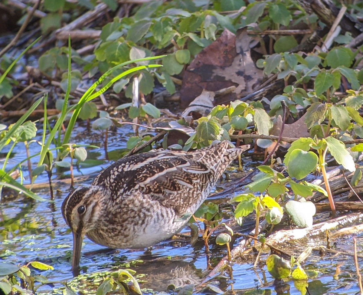Wilson's Snipe - ML616720965
