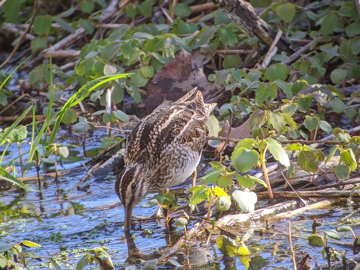 Wilson's Snipe - ML616720967