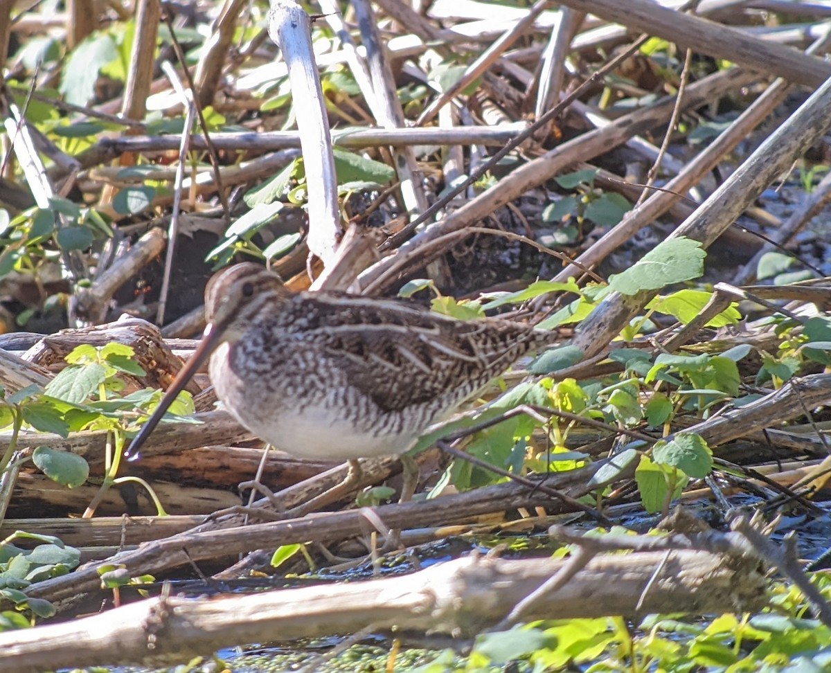 Wilson's Snipe - ML616720968