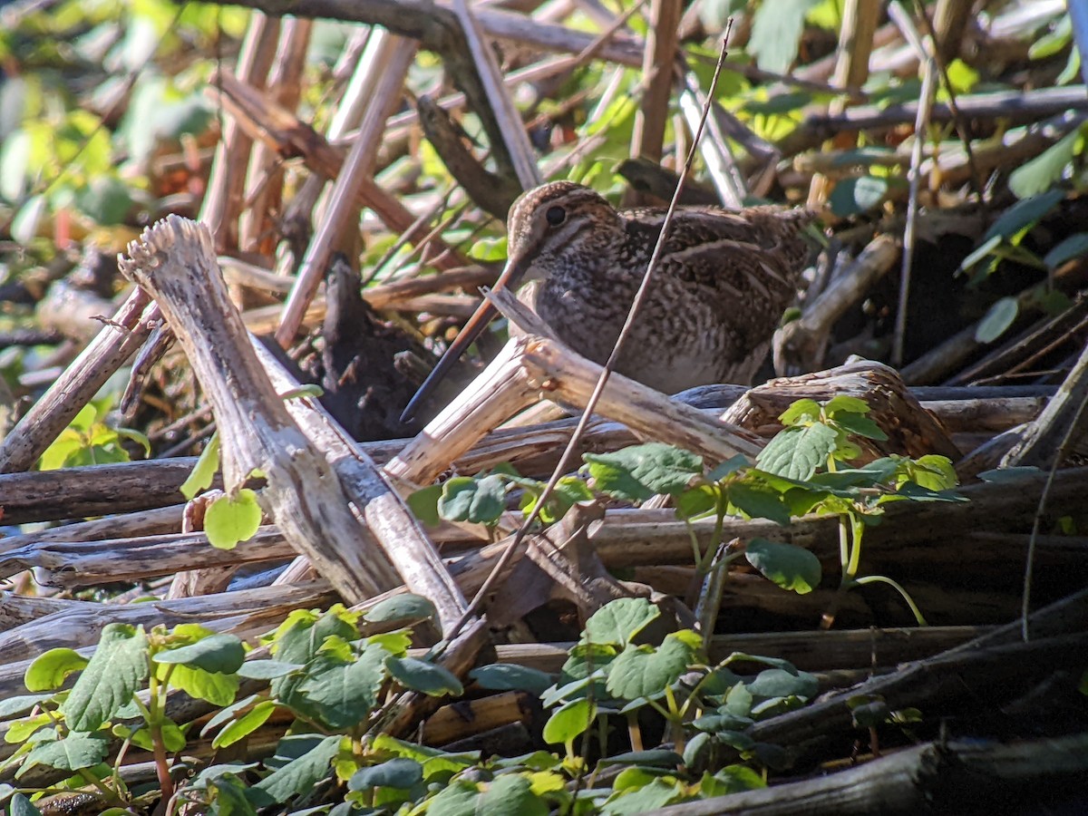 Wilson's Snipe - ML616720971