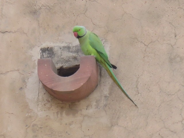 Rose-ringed Parakeet - ML616720974