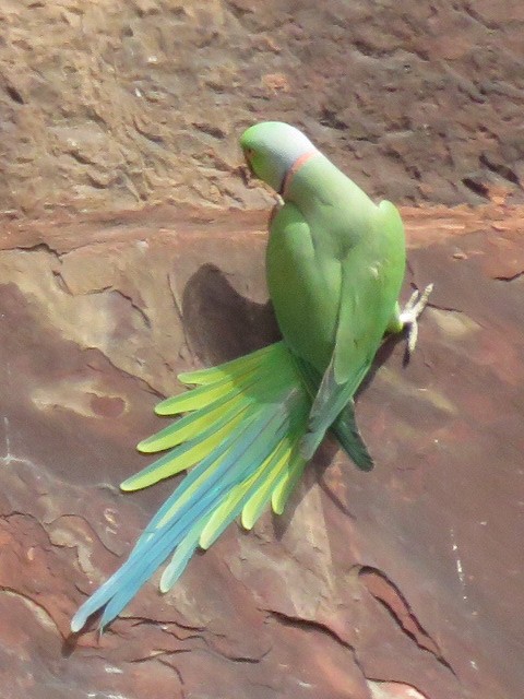 Yeşil Papağan - ML616720975