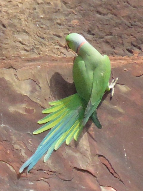 Rose-ringed Parakeet - ML616720975