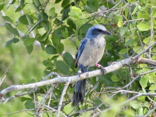 Florida Scrub-Jay - ML616721010