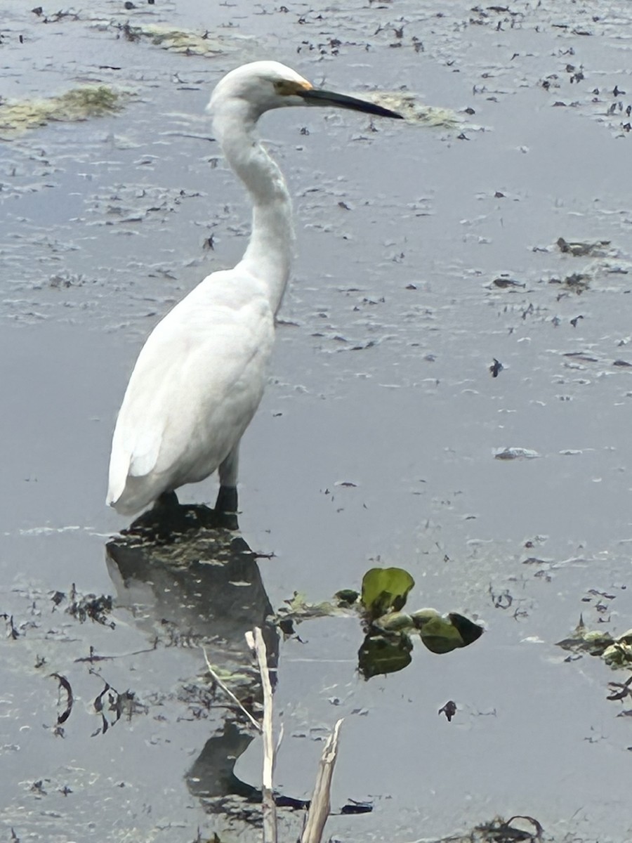 Snowy Egret - ML616721031