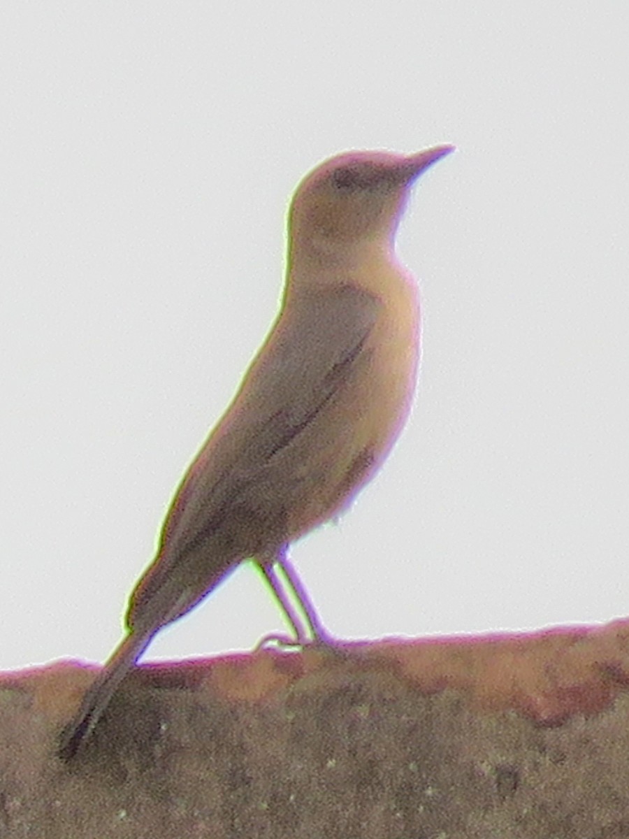 Brown Rock Chat - ML616721039