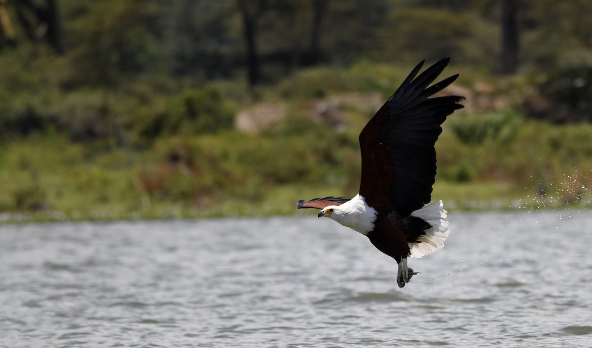 Schreiseeadler - ML616721055