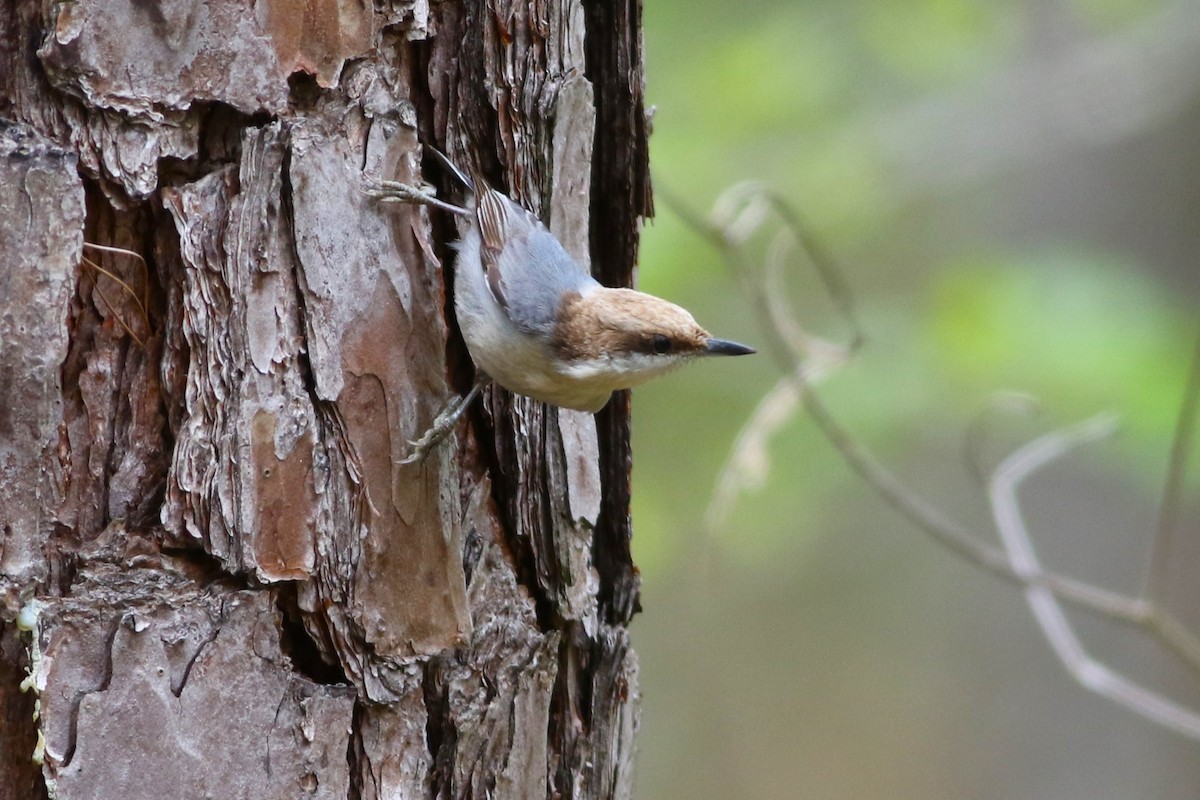 Brown-headed Nuthatch - Brian Berry