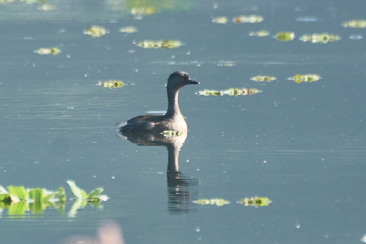 Least Grebe - ML616721132