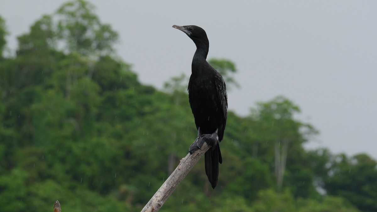 Cormoran de Vieillot - ML616721186
