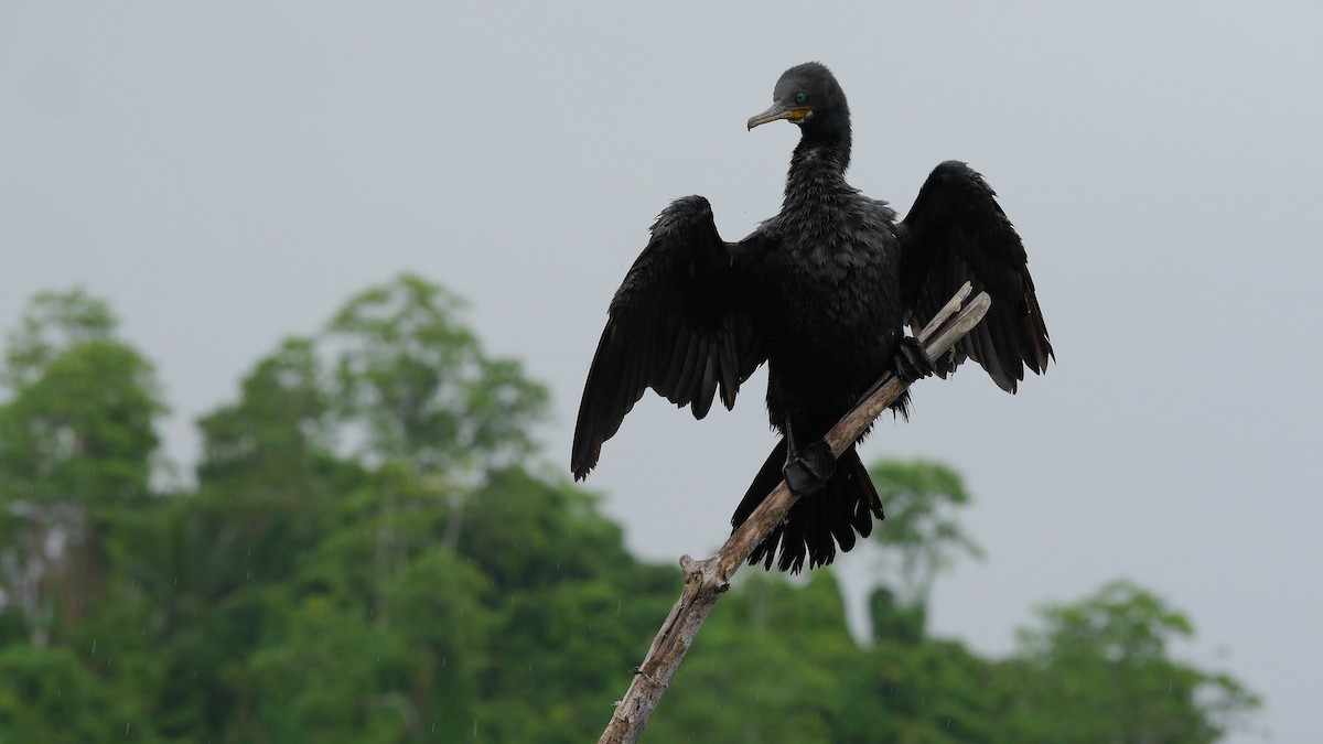 Cormoran à cou brun - ML616721188
