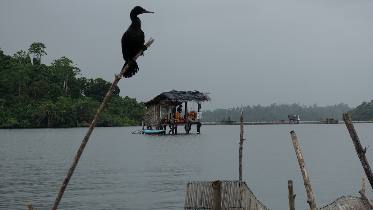 Cormoran à cou brun - ML616721201