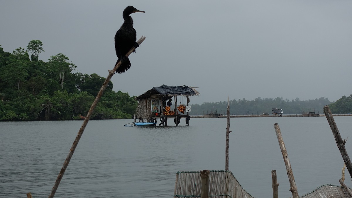 Indian Cormorant - ML616721201