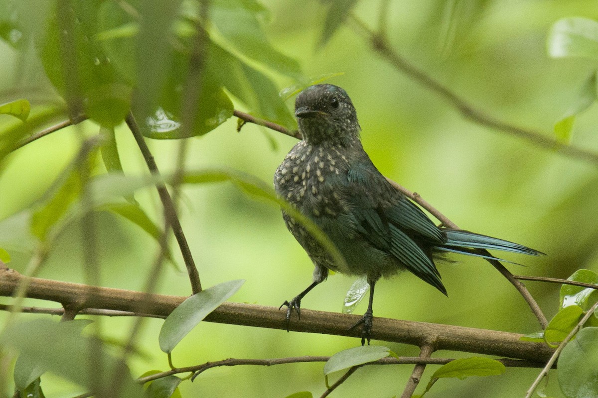 Verditer Flycatcher - Harmeet Basur