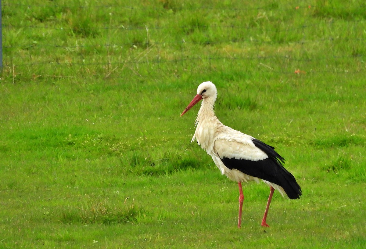 Cigogne blanche - ML616721243