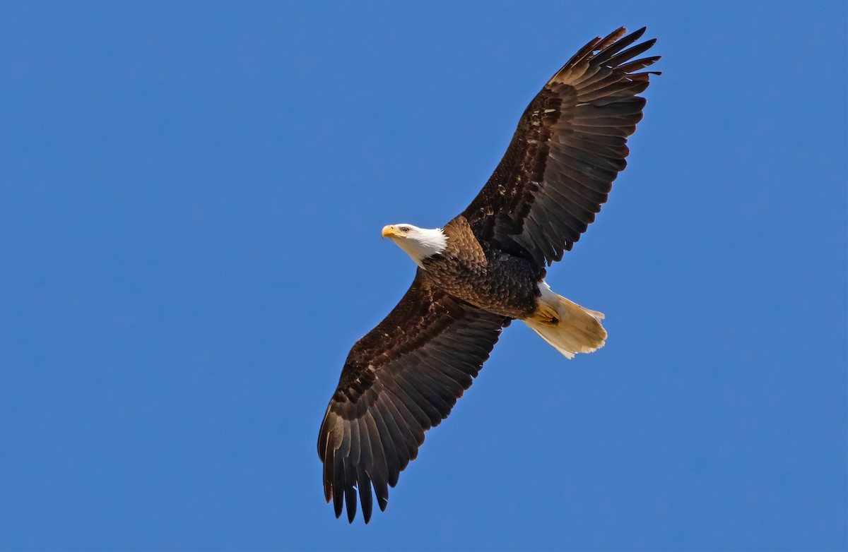 Bald Eagle - Marie-Josee D'Amour