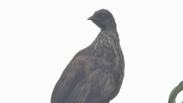 Andean Guan - ML616721274