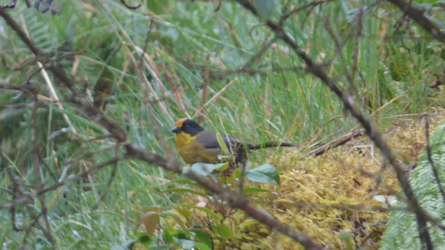 Yellow-breasted Brushfinch - ML616721284