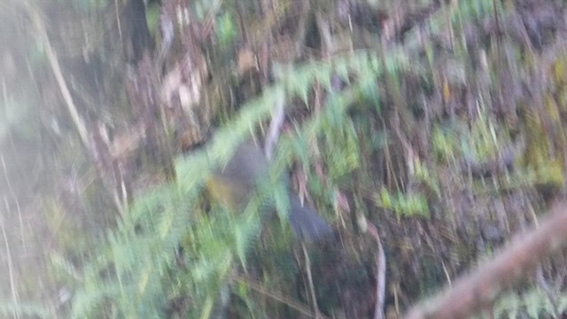 Yellow-breasted Brushfinch - ML616721289