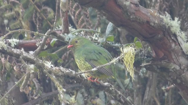 Cotinga vert et noir - ML616721319