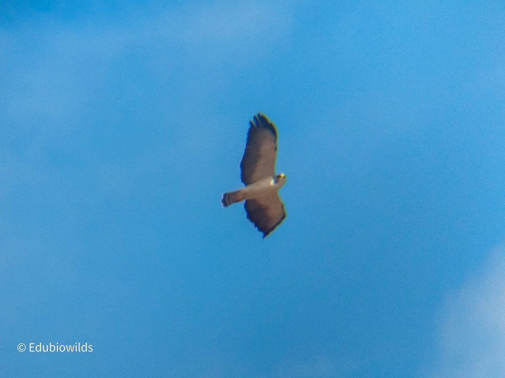 Short-tailed Hawk - Carlos Eduardo