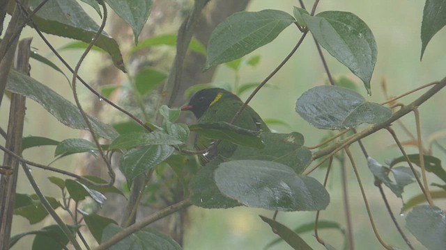 Cotinga vert et noir - ML616721339