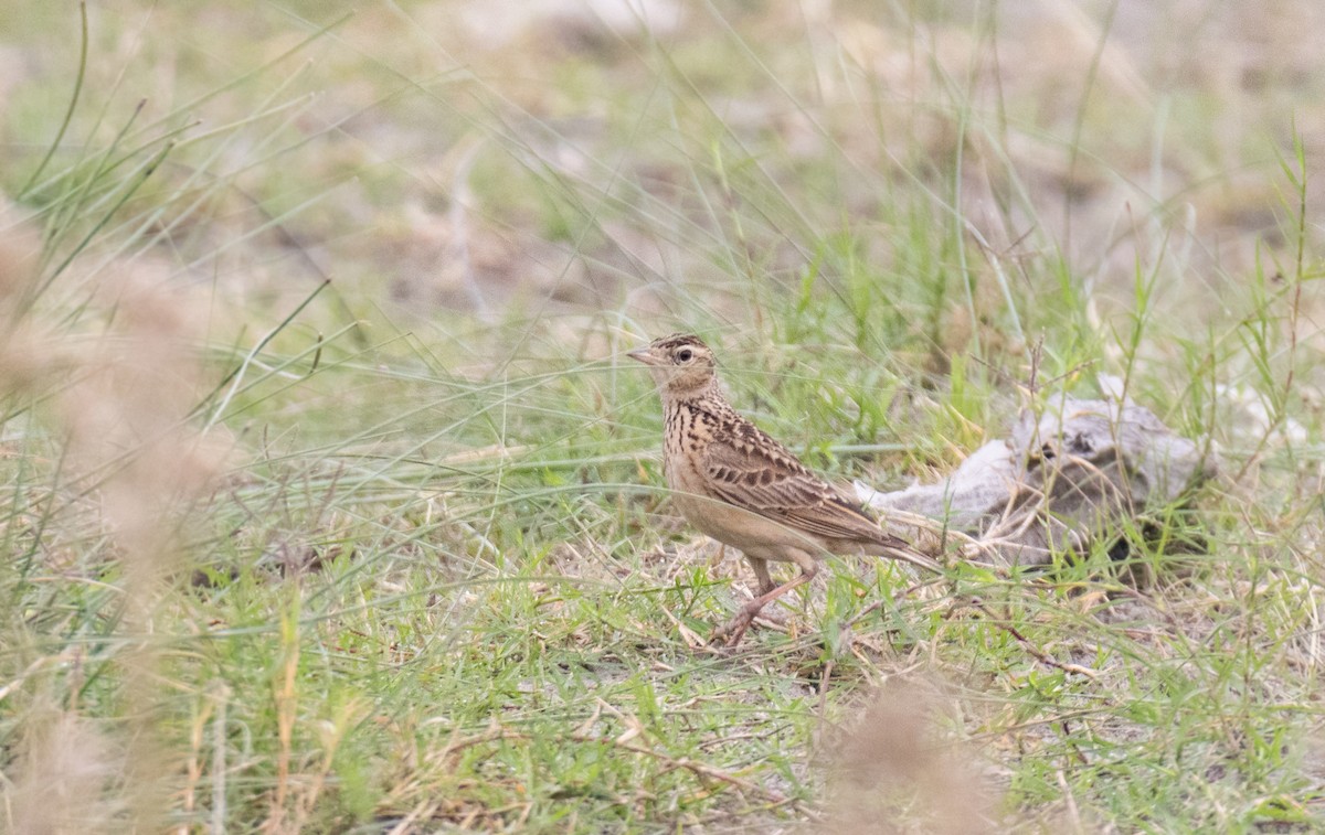 Oriental Skylark - ML616721380