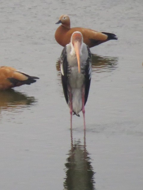 Painted Stork - ML616721393