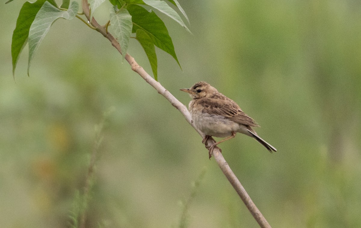 Paddyfield Pipit - ML616721408