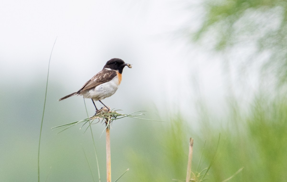 White-tailed Stonechat - ML616721417