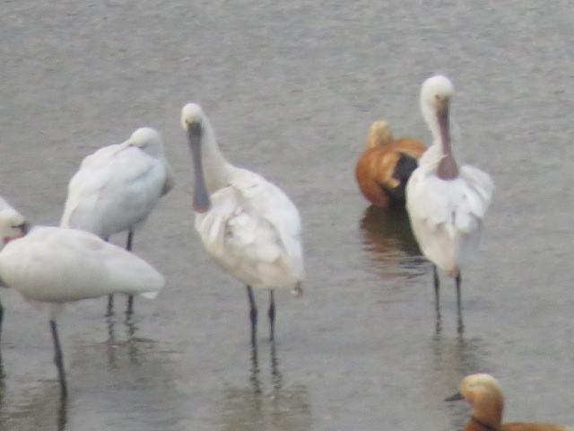 Eurasian Spoonbill - Mark Sopko