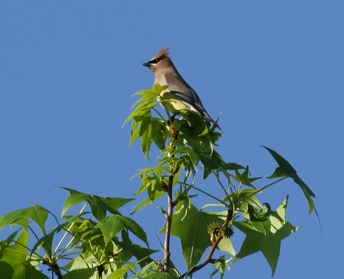 Cedar Waxwing - ML616721458