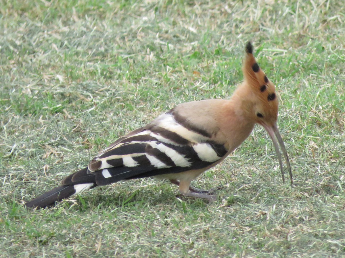 Eurasian Hoopoe - Mark Sopko