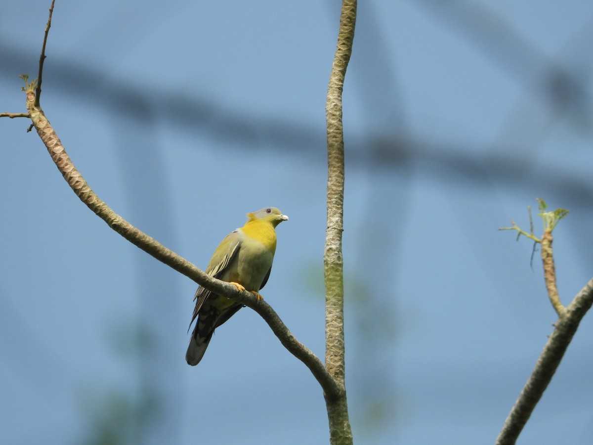Yellow-footed Green-Pigeon - ML616721464