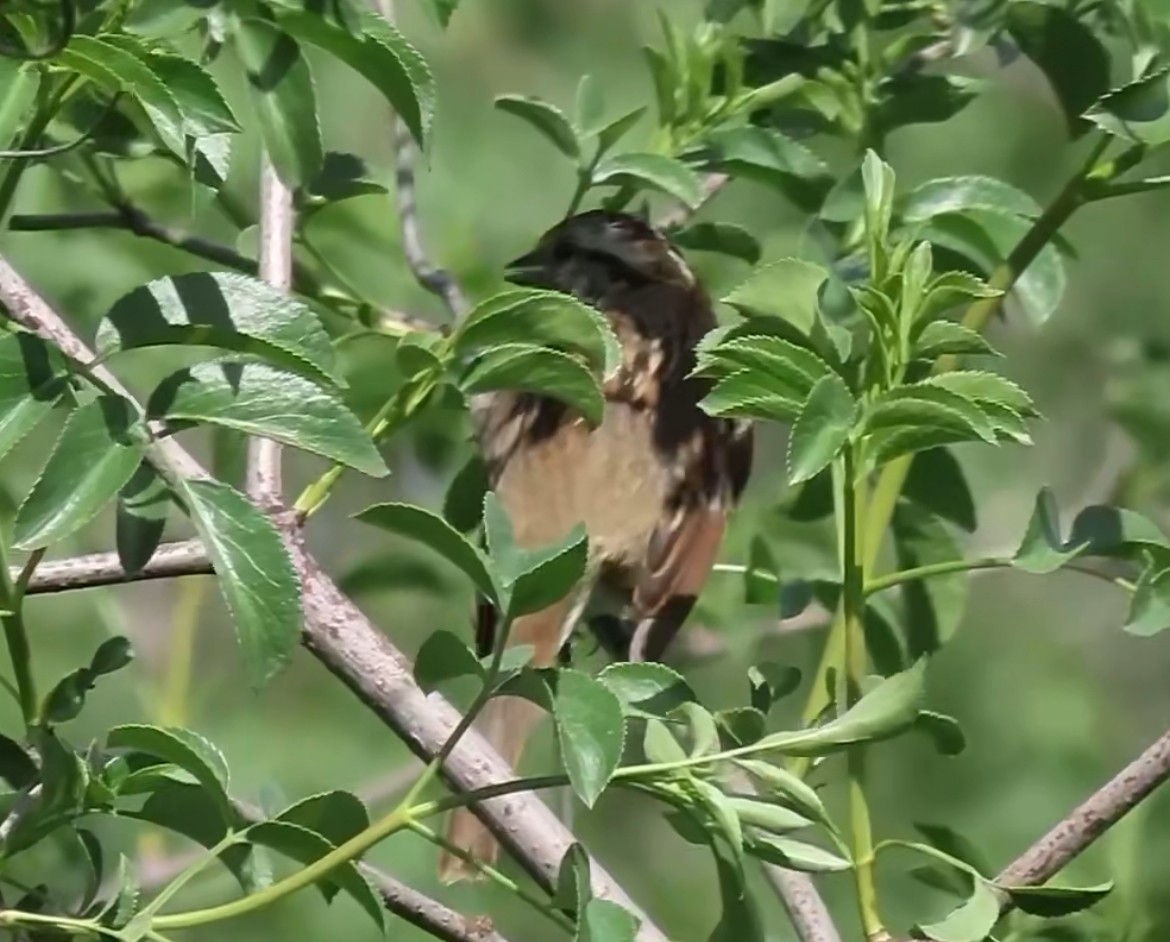 White-throated Sparrow - ML616721492