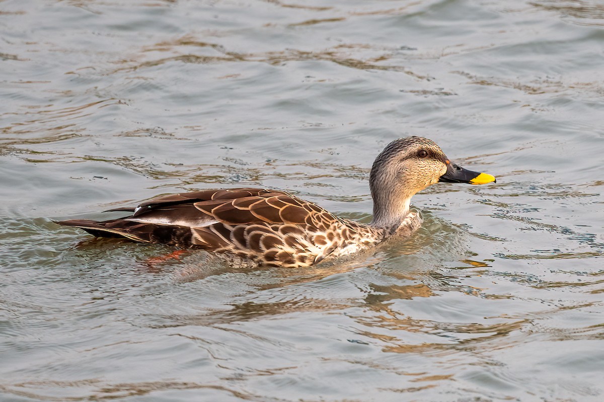 Indian Spot-billed Duck - ML616721494