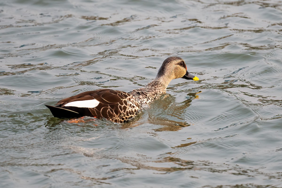 Indian Spot-billed Duck - ML616721495
