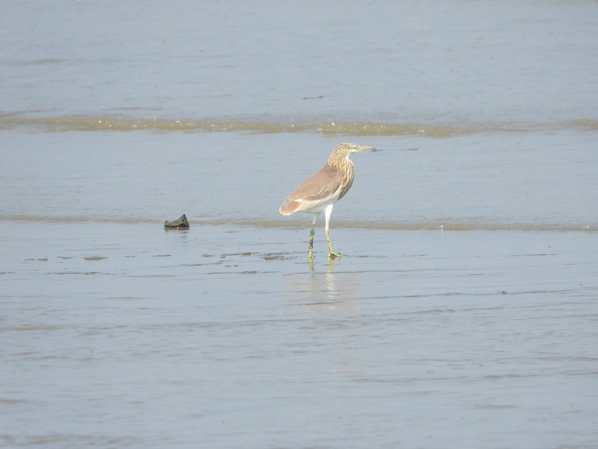 pond-heron sp. - ML616721499